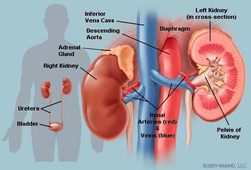 Kidney cross section illustration