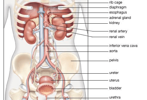 Kidney location illustration
